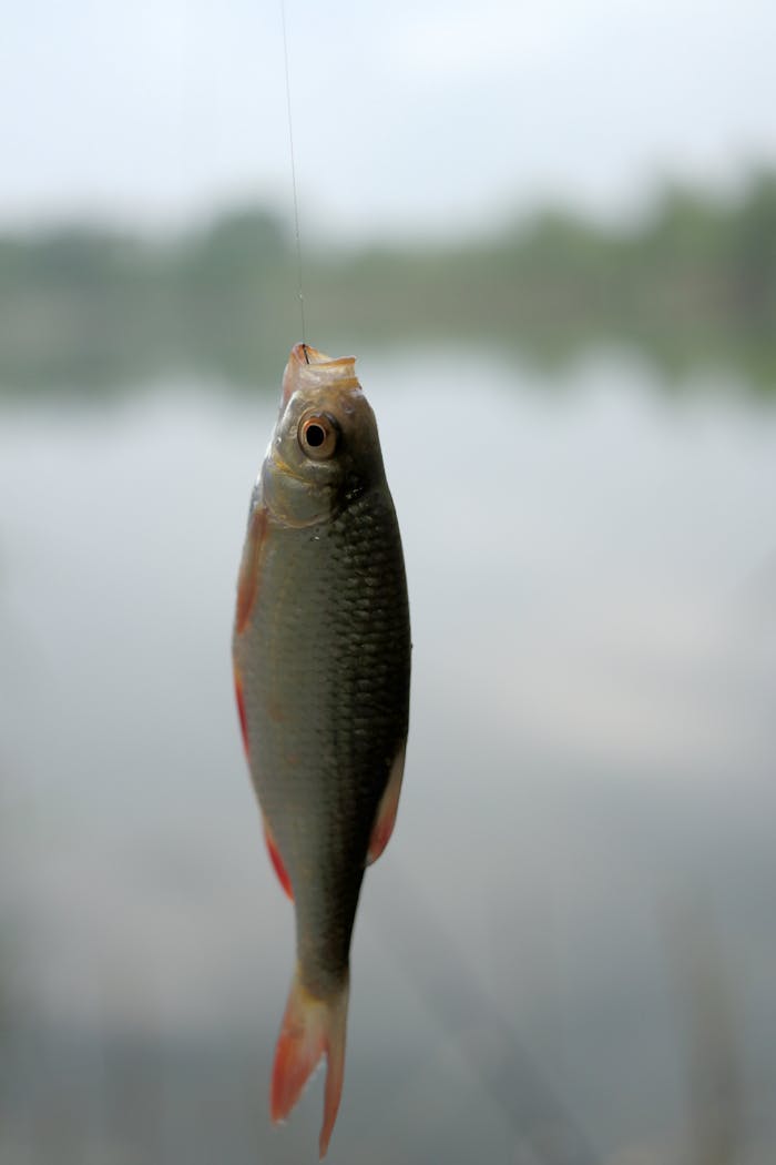 Close-up of a fish freshly caught on a hook, showcasing freshwater fishing.
