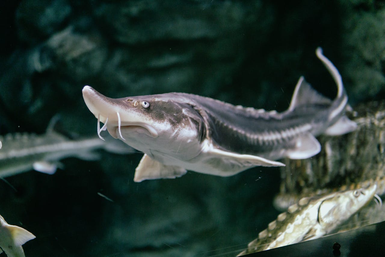 A detailed view of a sturgeon in its aquatic environment.